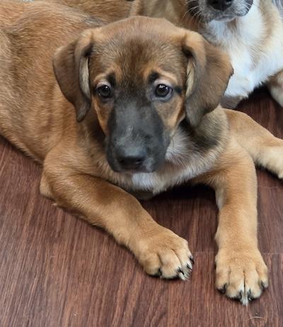 Enlarge Sydney, an adopted mixed breed in Palmyra, VA image 3/4