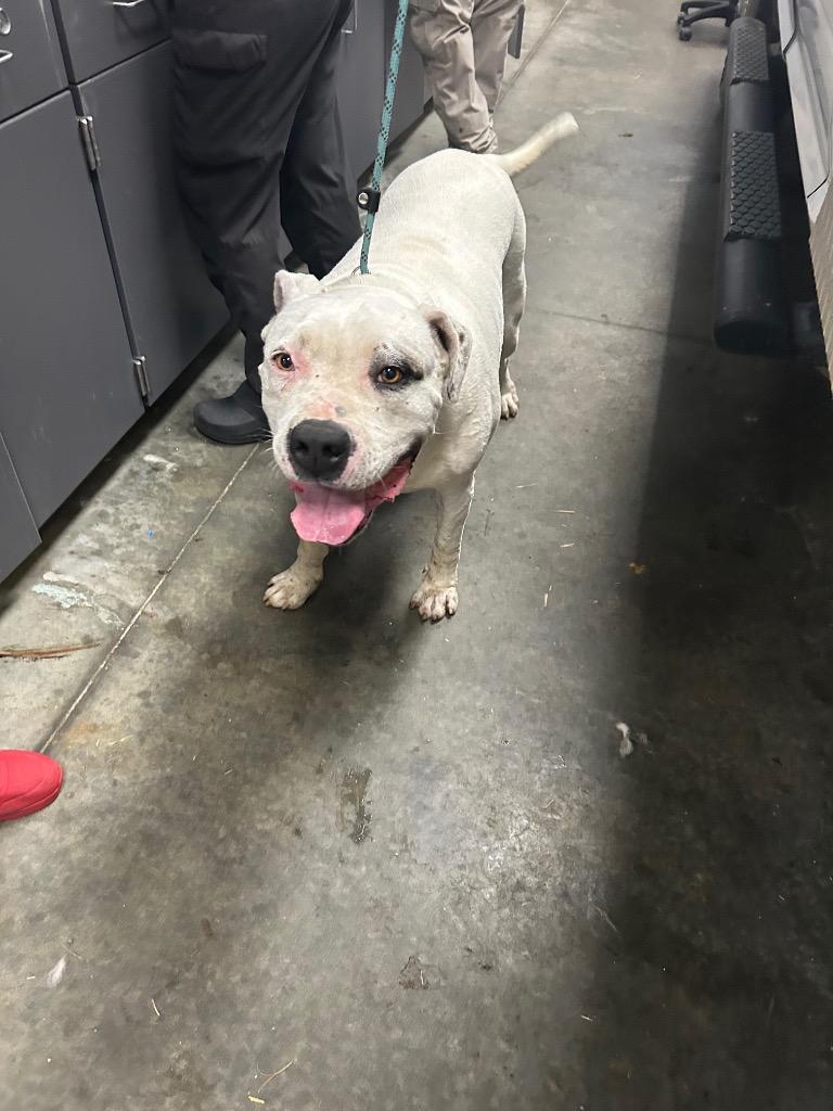 Lian, Adoptable, Adult Female Mixed Breed.