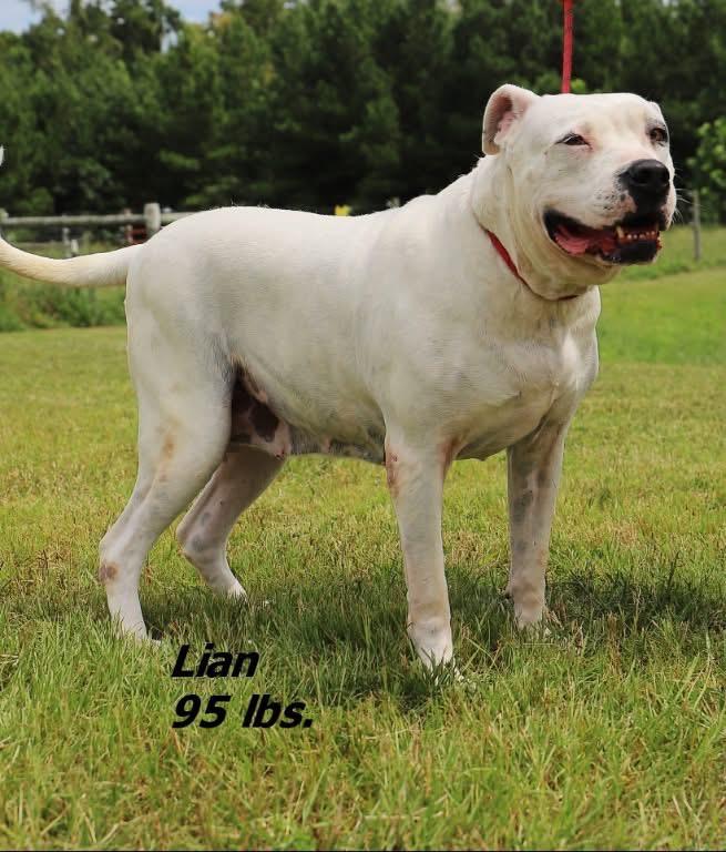 Enlarge Lian, a Adoptable mixed breed in Oxford, NC image 2/2