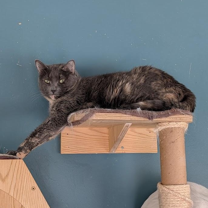 Enlarge Sophia, a Adoptable Domestic Short Hair in Buffalo, NY image 2/2