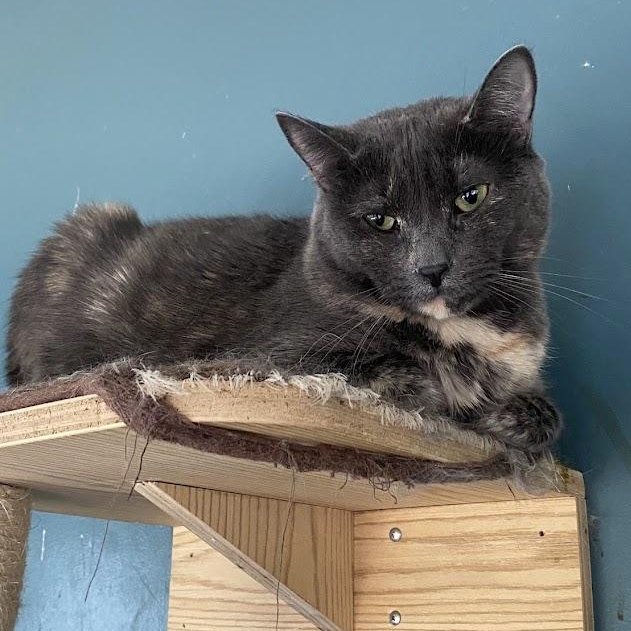 Enlarge Sophia, a Adoptable Domestic Short Hair in Buffalo, NY image 1/2