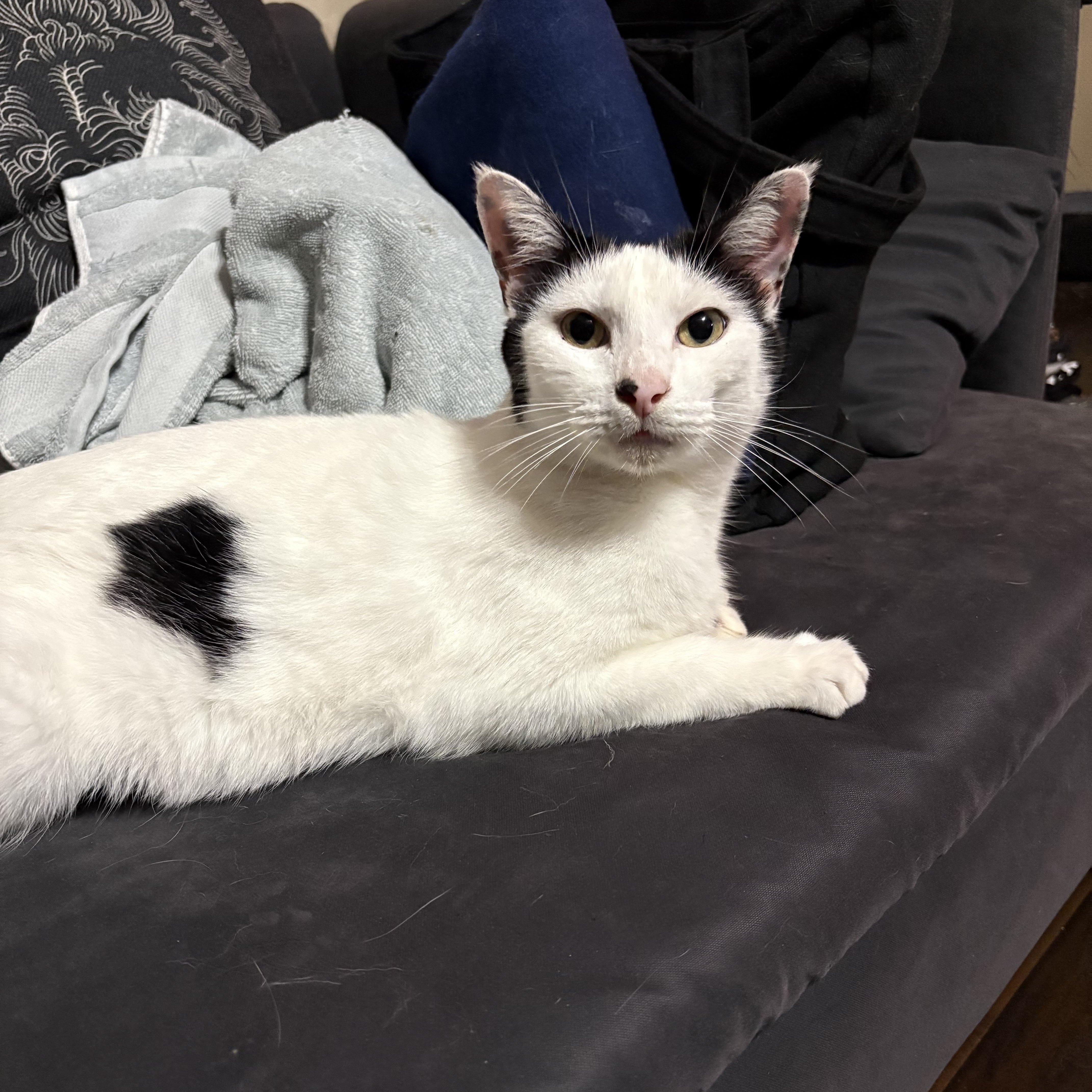 Enlarge Momma Cow, a Adoptable mixed breed in Dublin, OH image 3/6