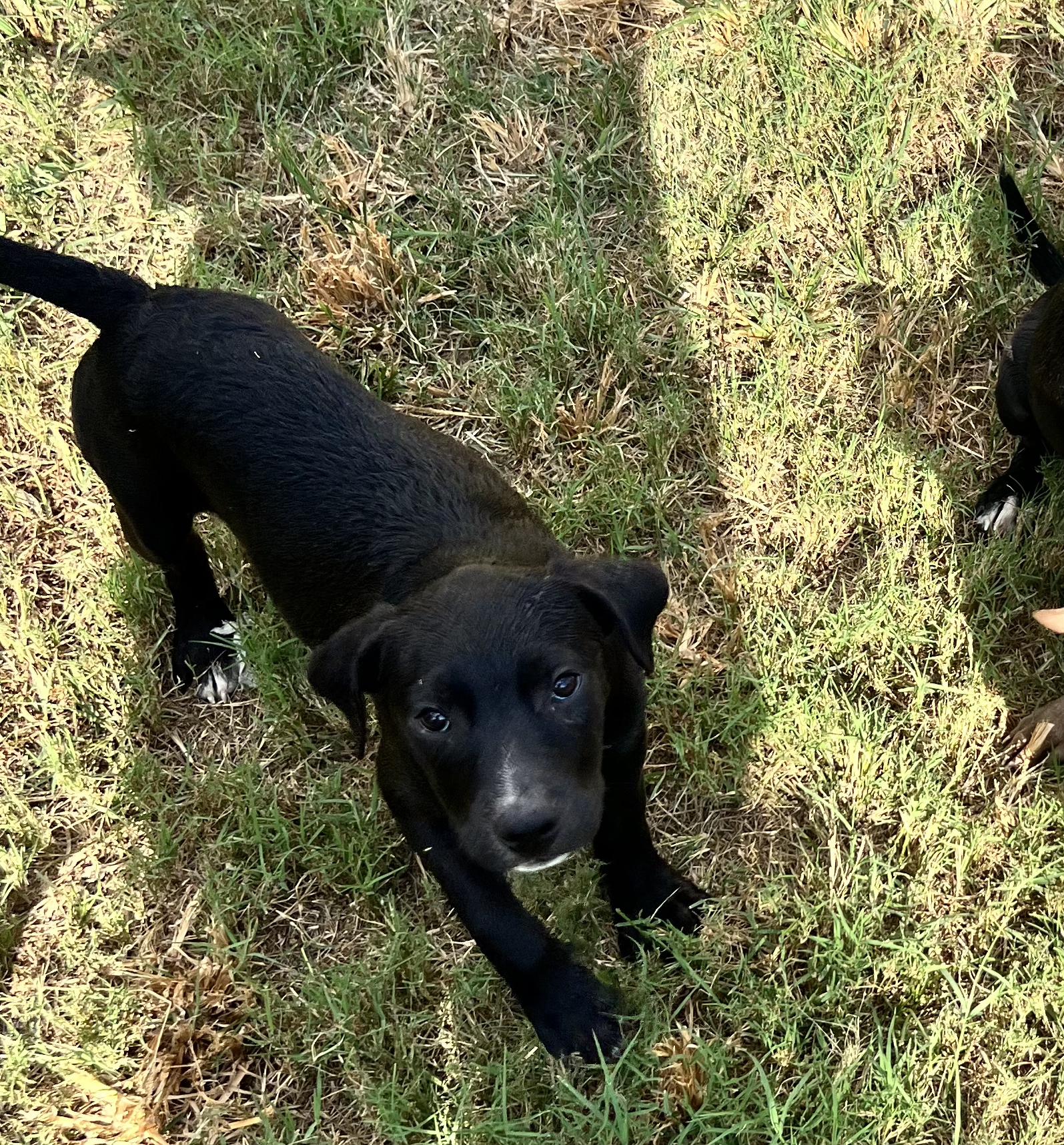Crunch, a Adoptable Mixed Breed in Albany, NY image 1/5
