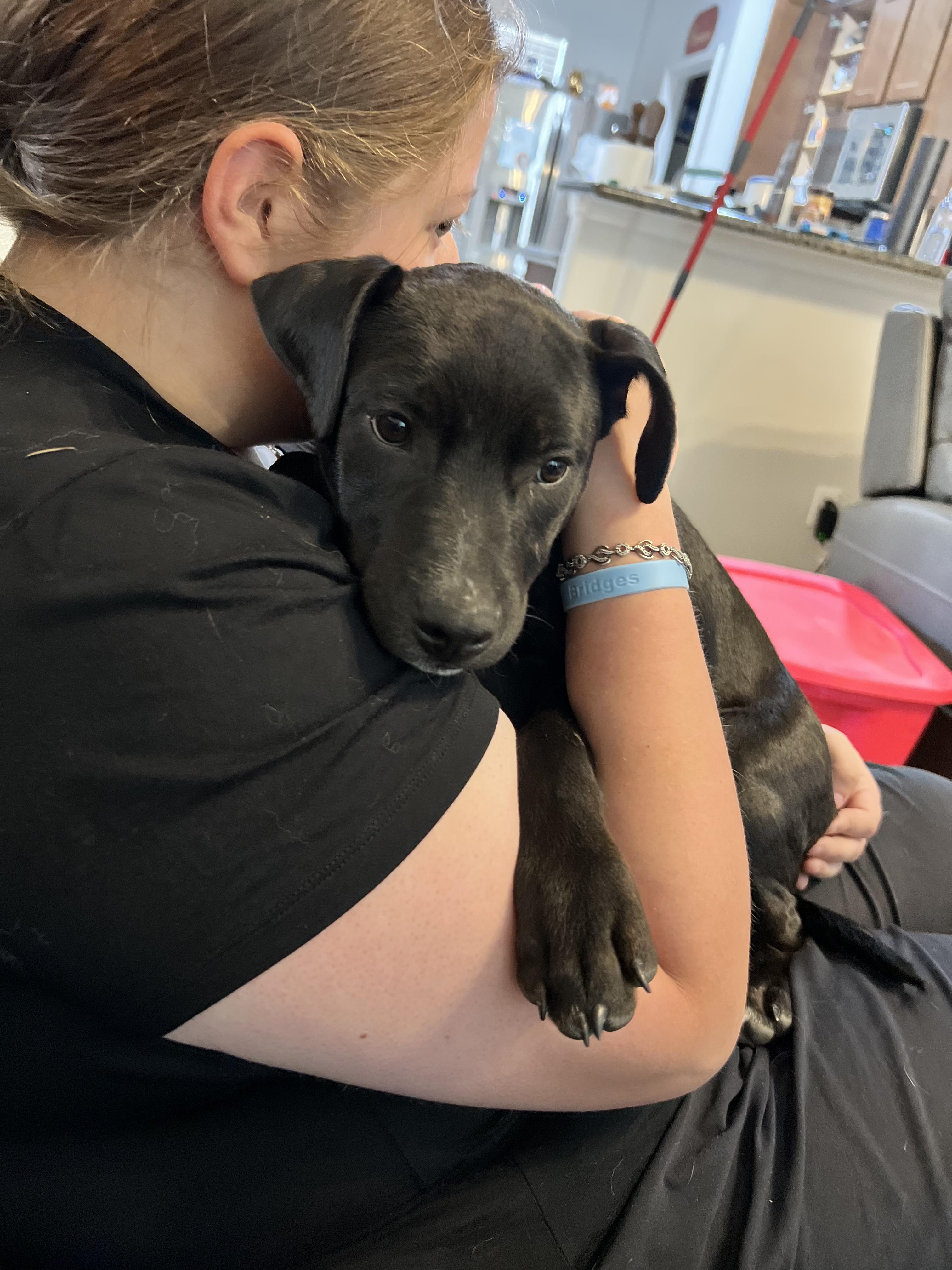 Crunch, a Adoptable Mixed Breed in Albany, NY image 2/5