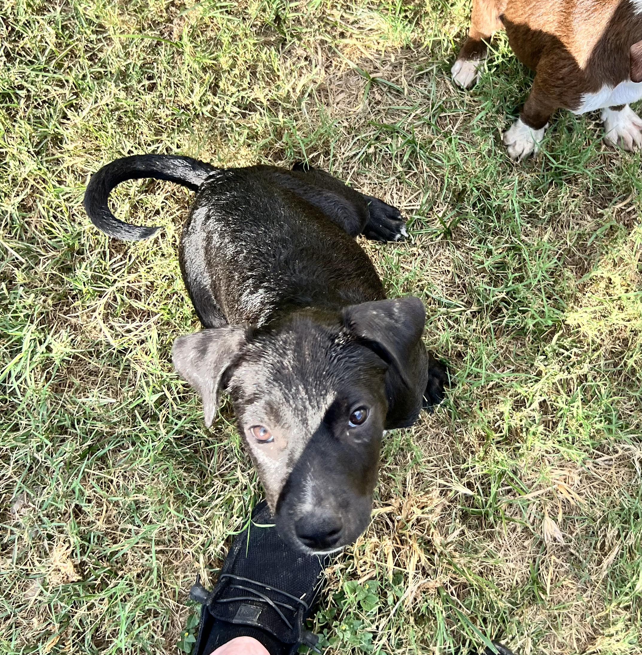 Crunch, a Adoptable Mixed Breed in Albany, NY image 5/5