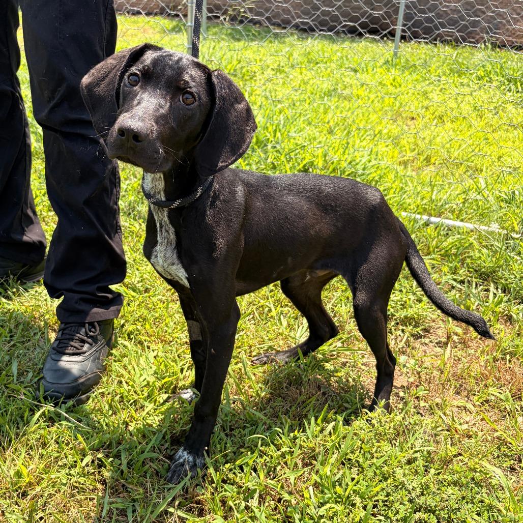 Elvis, a Adoptable mixed breed in Franklin, NC image 2/2