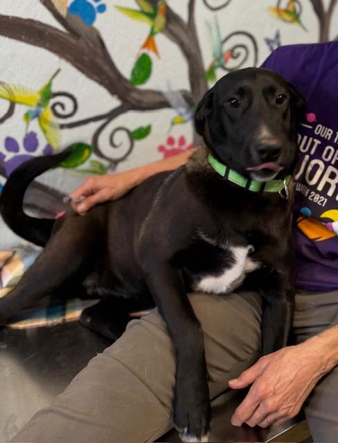 Enlarge Angel 26, a Adoptable mixed breed in Brookhaven, MS image 1/2