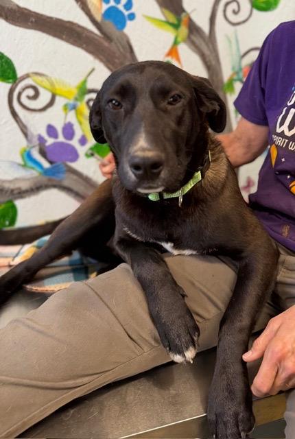 Angel 26, Adoptable, Young Female Labrador Retriever & German Shepherd Dog.