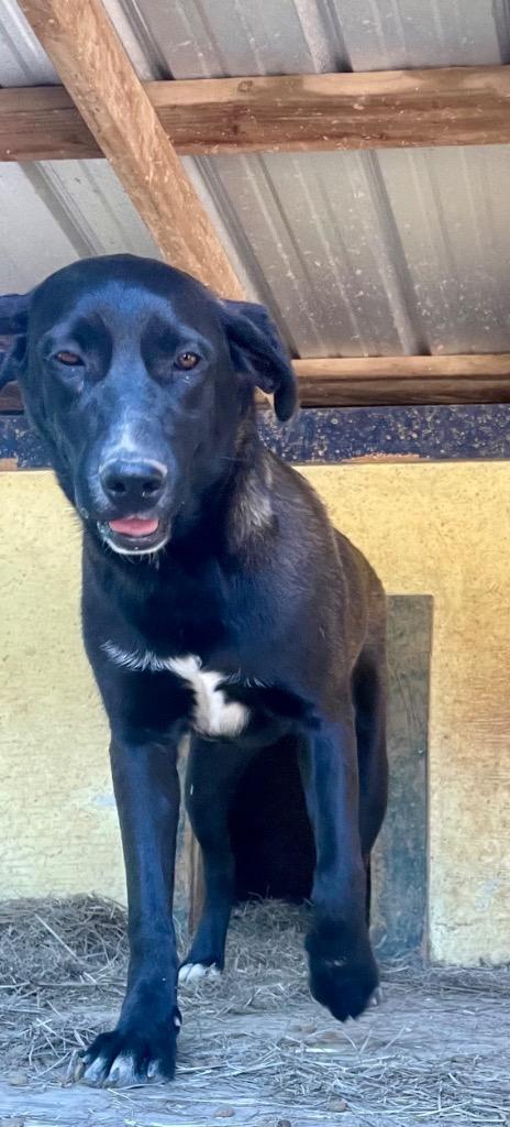 Enlarge Angel 26, a Adoptable mixed breed in Brookhaven, MS image 2/5