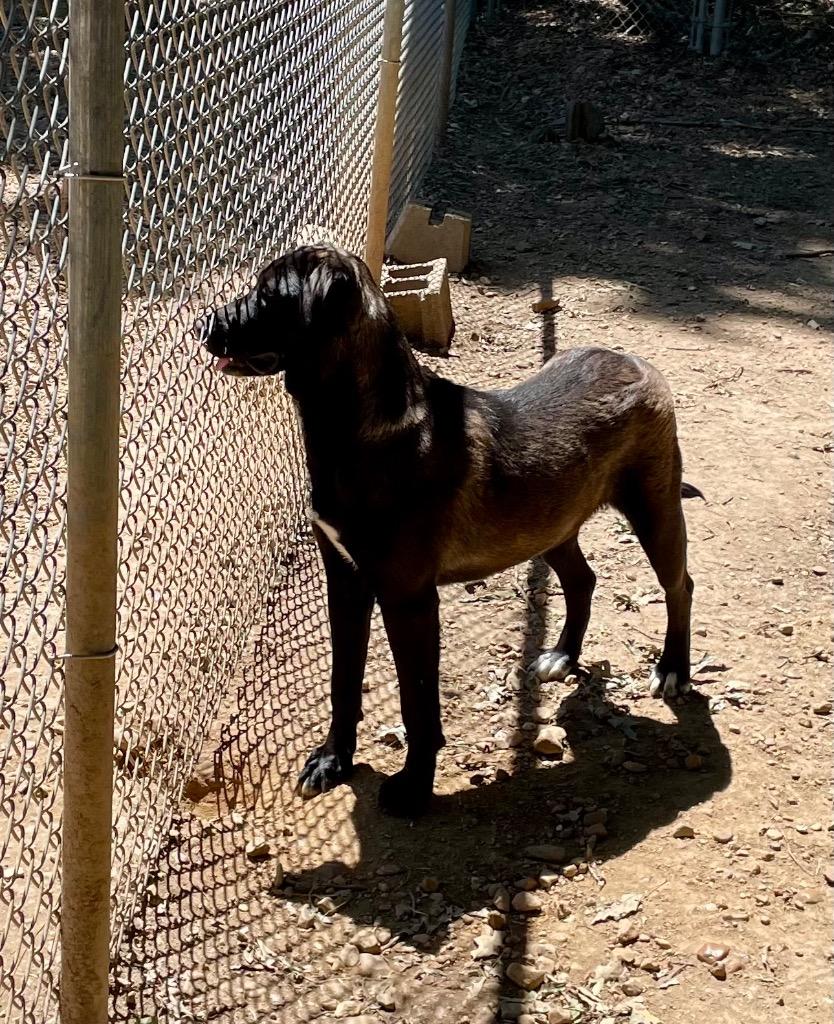 Enlarge Angel 26, a Adoptable mixed breed in Brookhaven, MS image 3/5