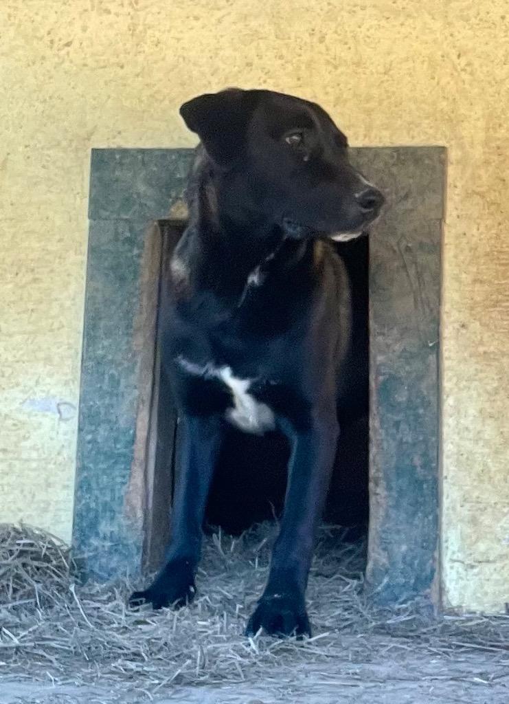 Enlarge Angel 26, a Adoptable mixed breed in Brookhaven, MS image 4/5