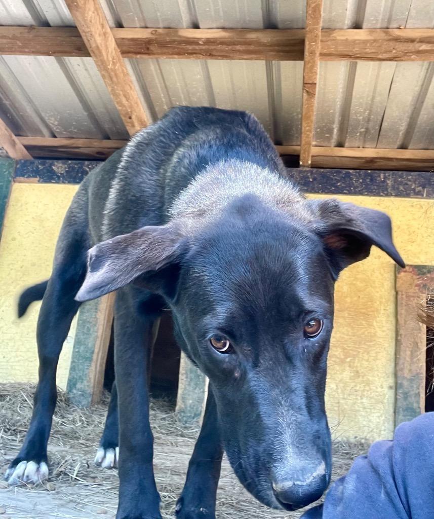 Enlarge Angel 26, a Adoptable mixed breed in Brookhaven, MS image 5/5