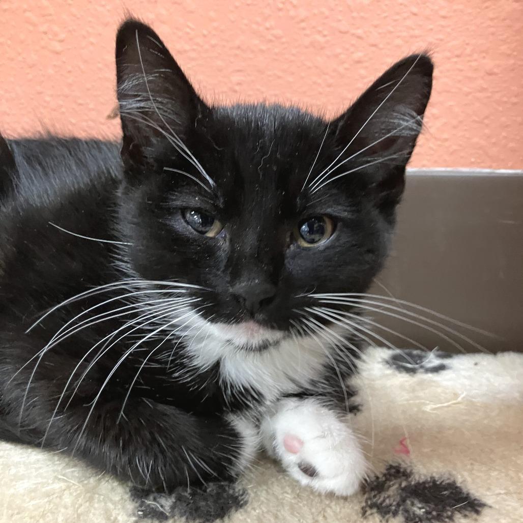 Dartanian, Adoptable, Kitten Female Domestic Short Hair.