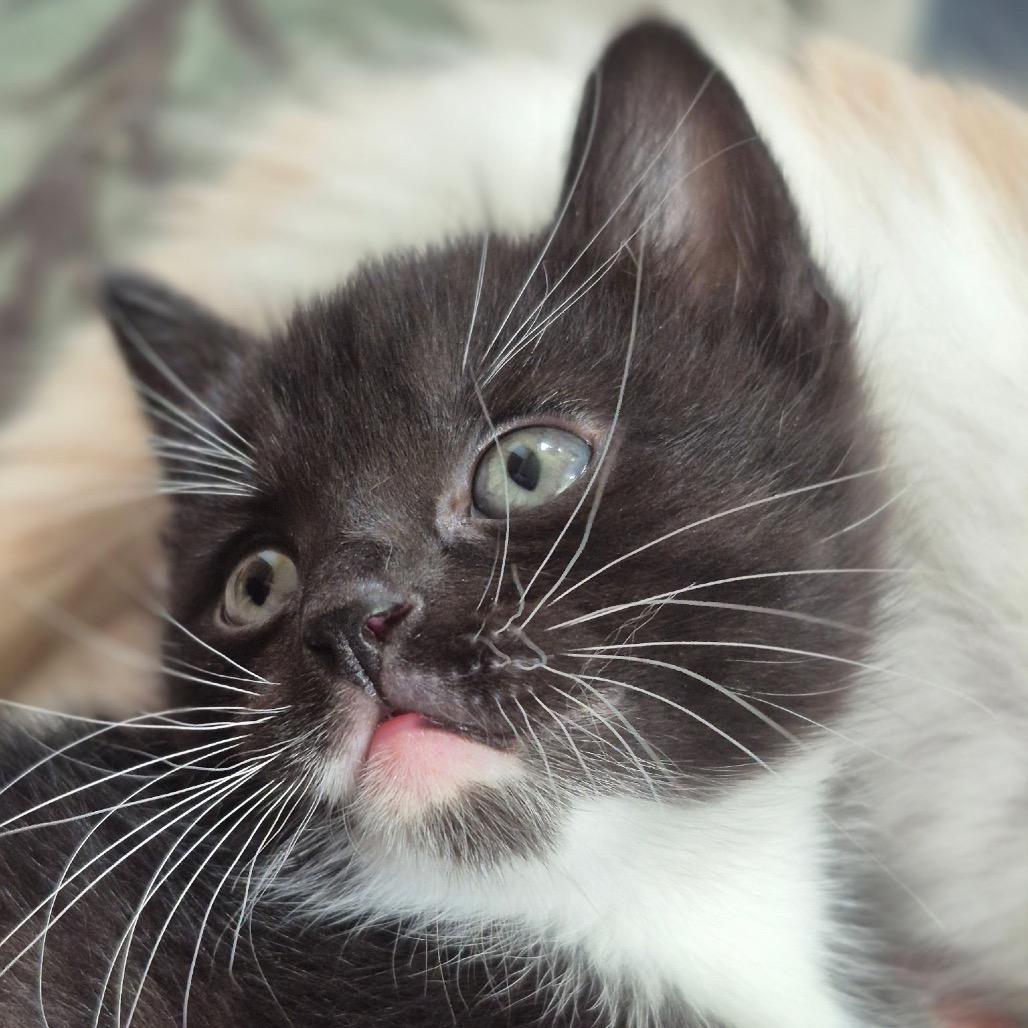 Dartanian, a Adoptable Domestic Short Hair in Idaho Falls, ID image 2/2