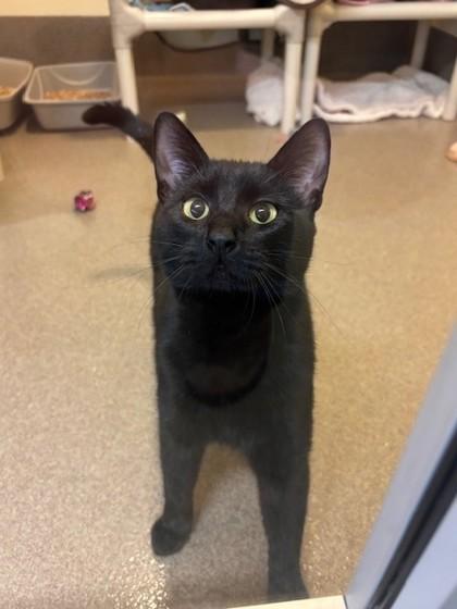 Denzel, Adoptable, Young Male Domestic Short Hair & Domestic Short Hair.