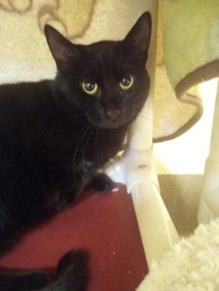 Denzel, Adoptable, Young Male Domestic Short Hair & Domestic Short Hair.