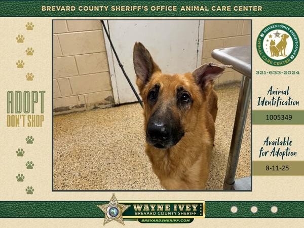 Enlarge Redman, a Adoptable mixed breed in Melbourne, FL image 1/1