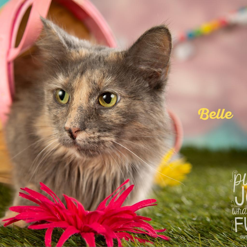 Belle, a Adoptable Domestic Long Hair in Springfield, MO image 1/3