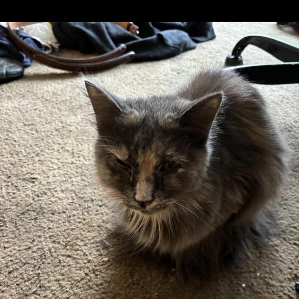 Belle, a Adoptable Domestic Long Hair in Springfield, MO image 2/3