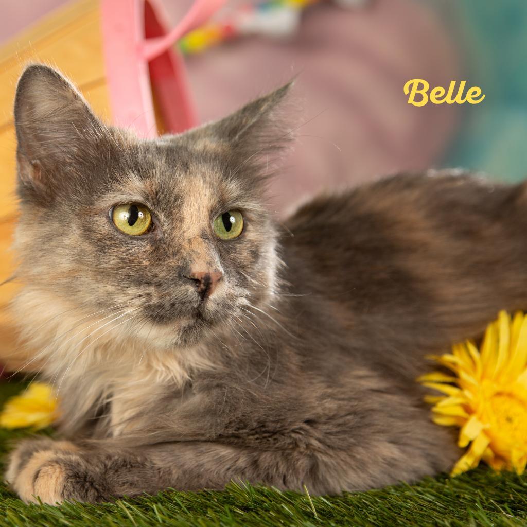Belle, a Adoptable Domestic Long Hair in Springfield, MO image 3/3