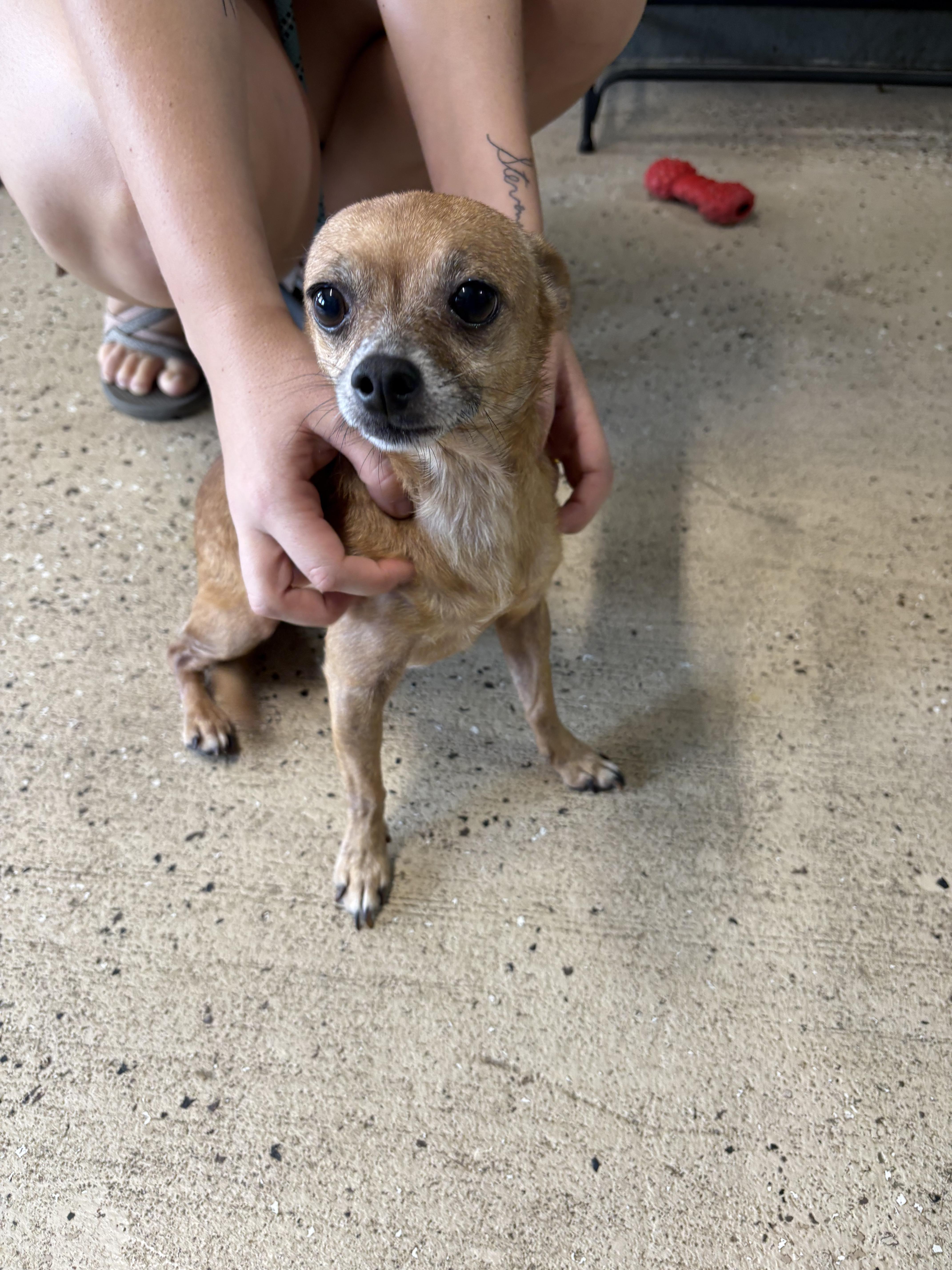 Enlarge Angel, a Adopted Chihuahua in Shelbyville, TN image 1/1