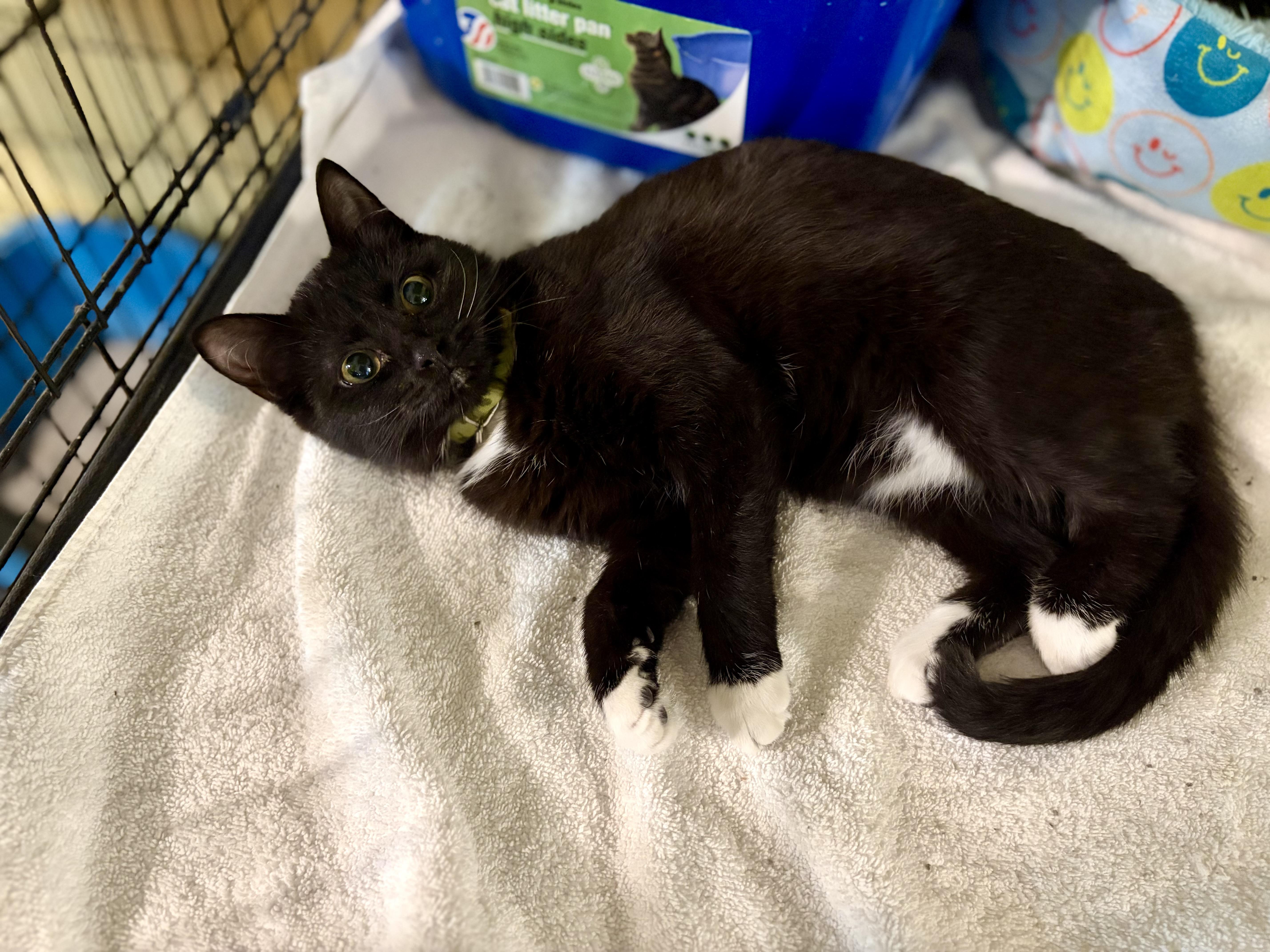 Enlarge Pebbles, a Adoptable Domestic Short Hair in Greensboro, NC image 3/6