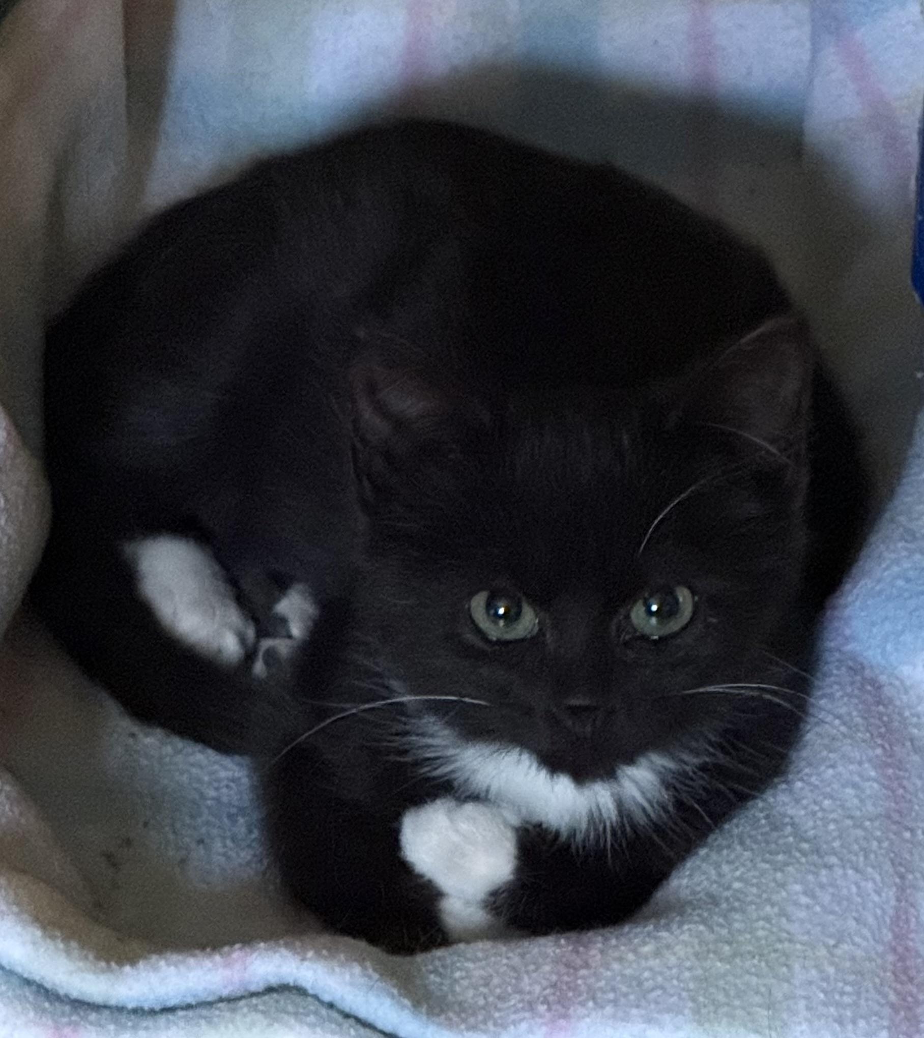 Pebbles, Adoptable, Kitten Female Domestic Short Hair.