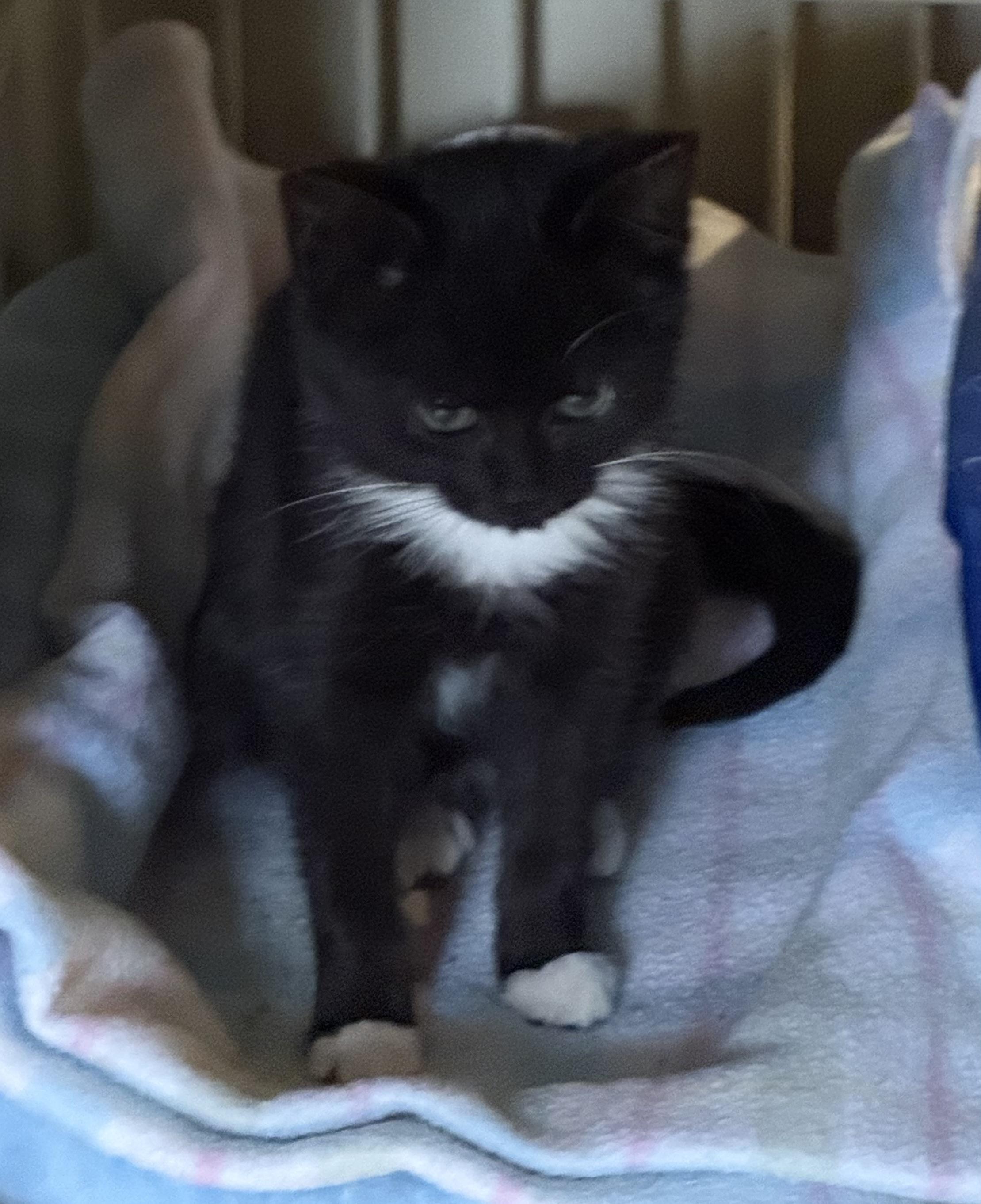 Enlarge Pebbles, a Adoptable Domestic Short Hair in Greensboro, NC image 2/6