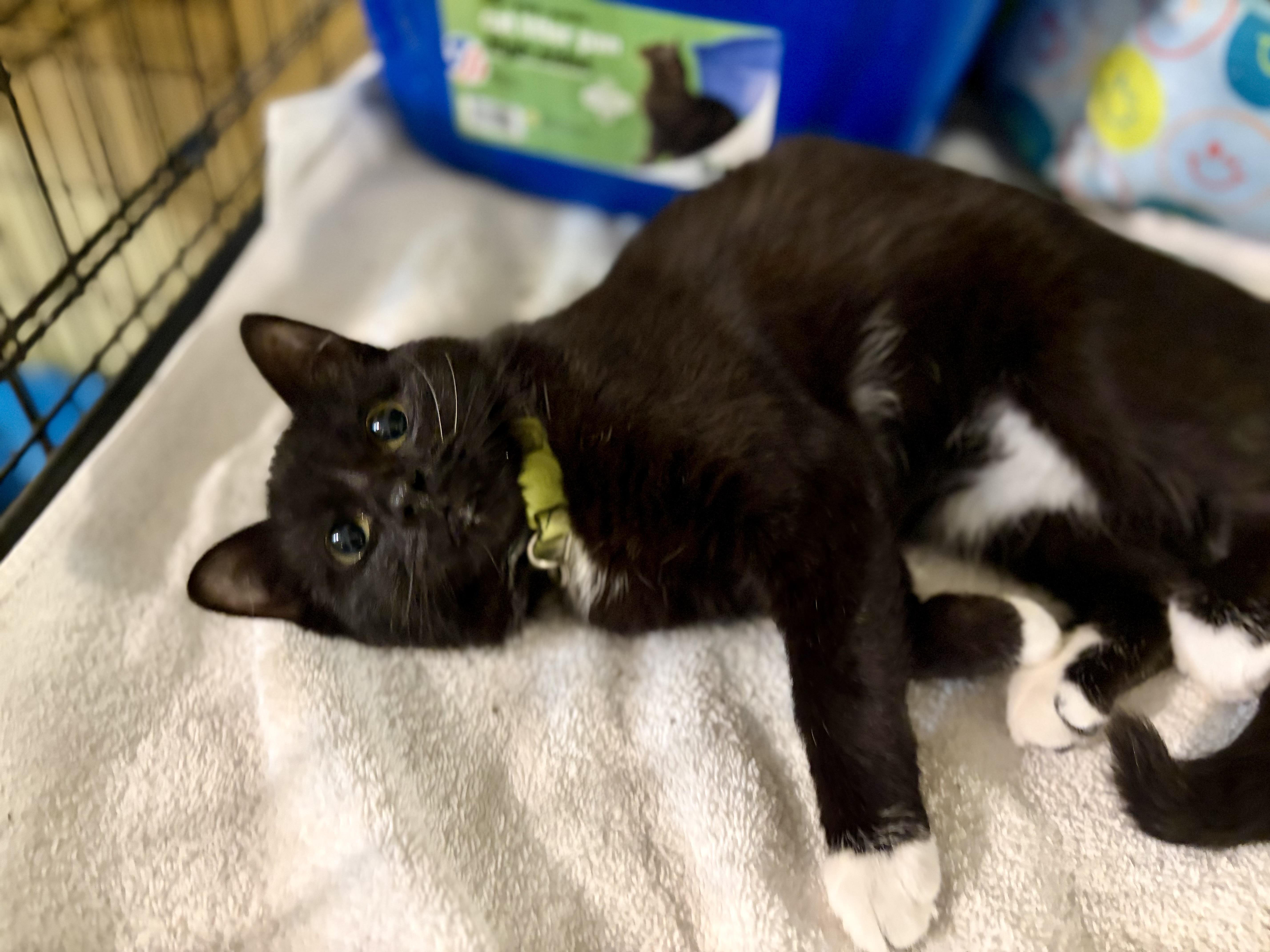 Enlarge Pebbles, a Adoptable Domestic Short Hair in Greensboro, NC image 6/6