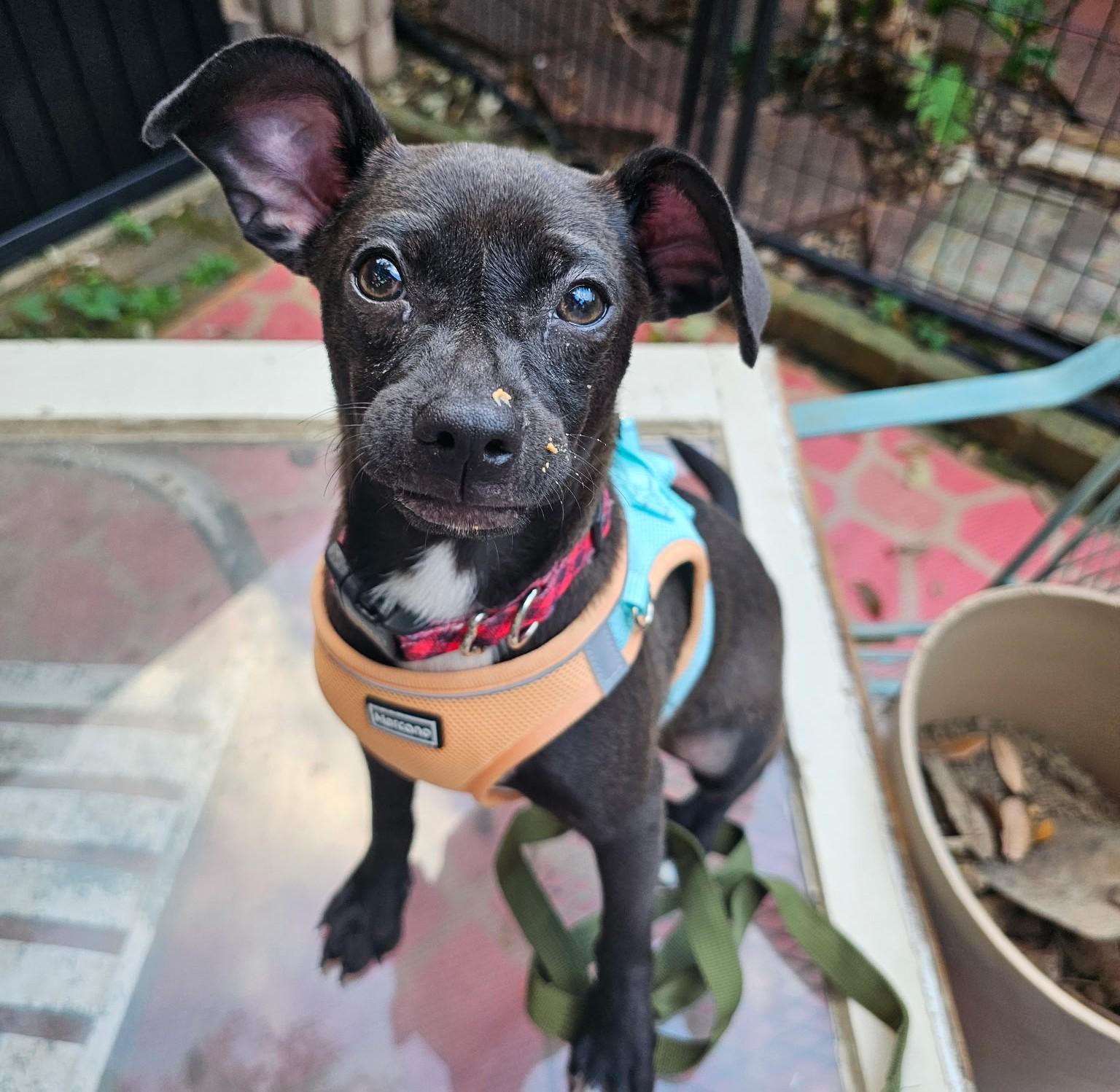 Jasper, an adoption pending mixed breed in Pensacola, FL image 5/6