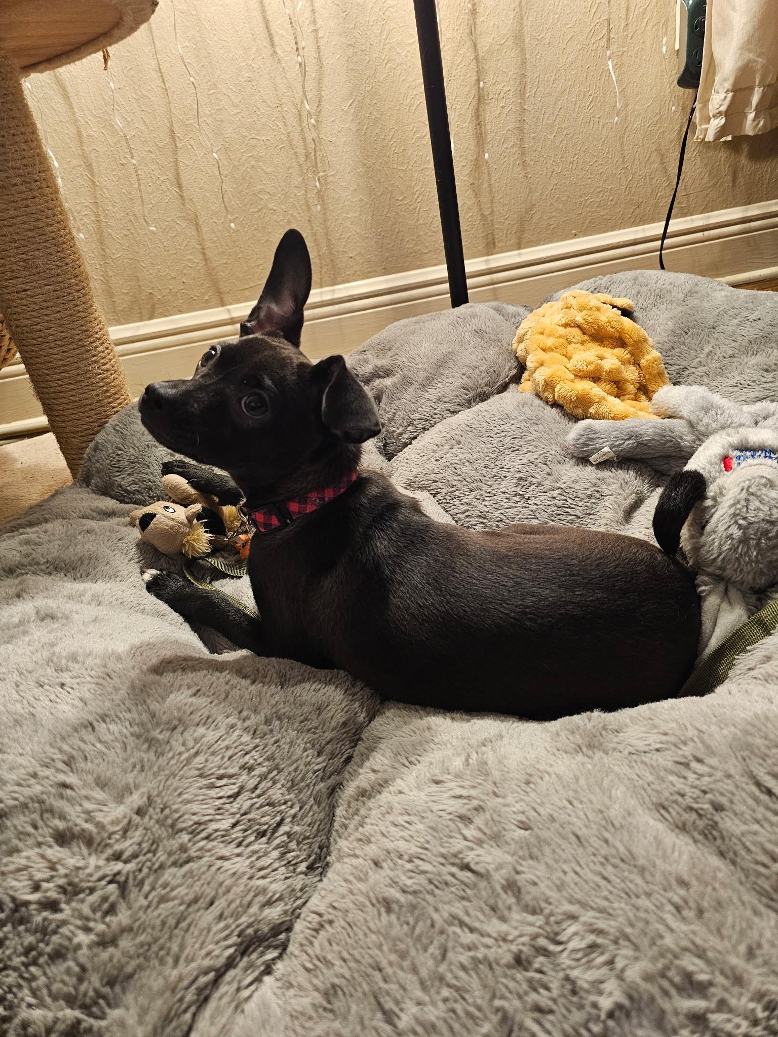 Jasper, an adoption pending mixed breed in Pensacola, FL image 3/6