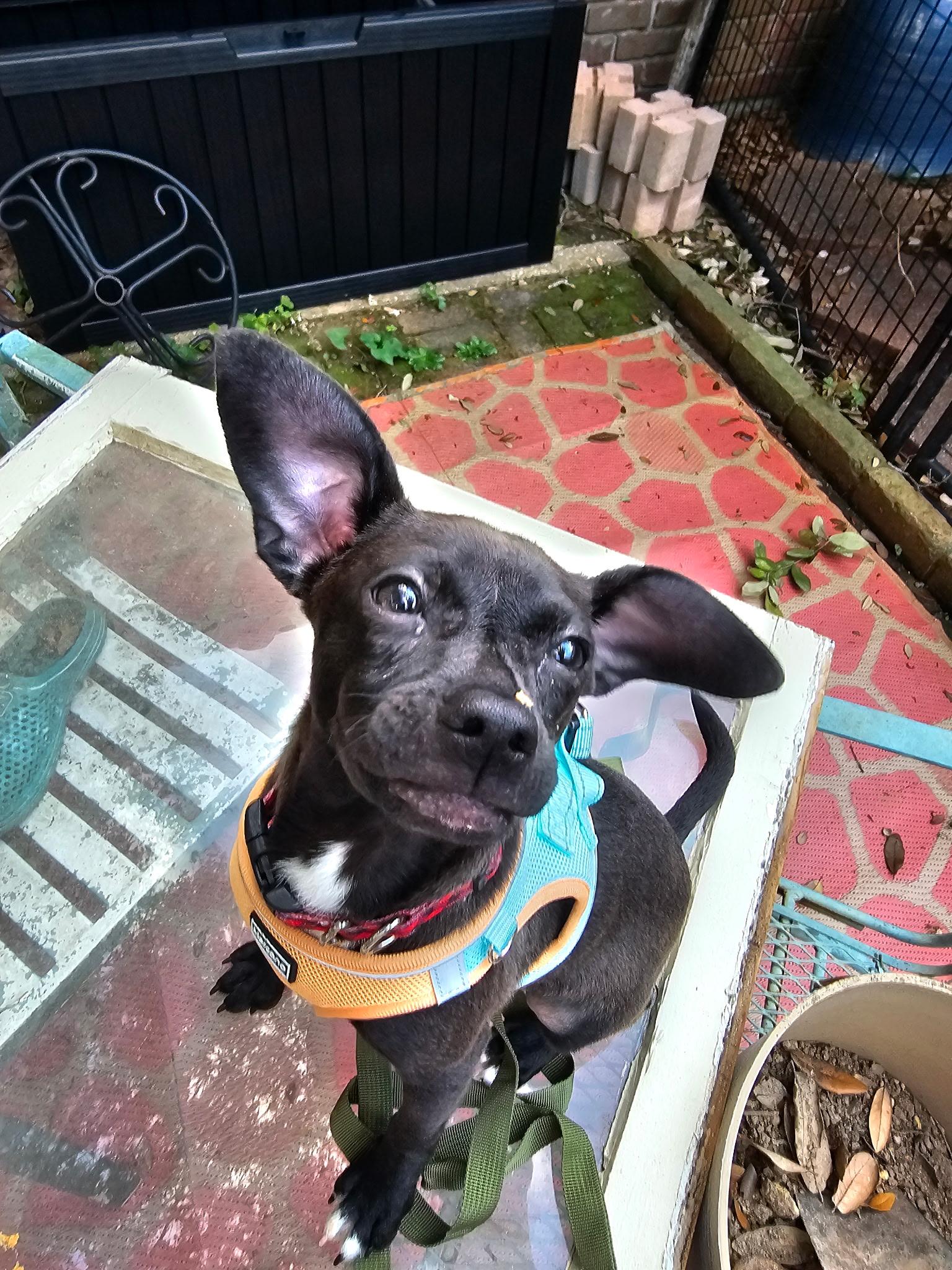 Jasper, ADOPTABLE, Young Male Chihuahua & Dachshund.