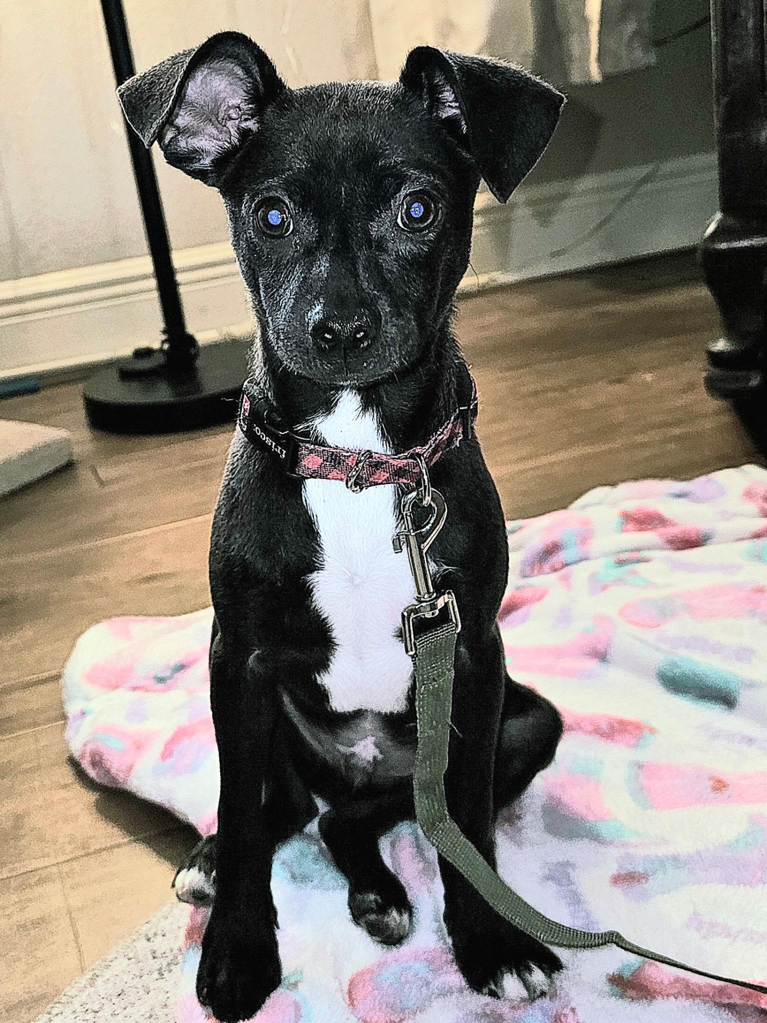 Jasper, an adoption pending mixed breed in Pensacola, FL image 2/6