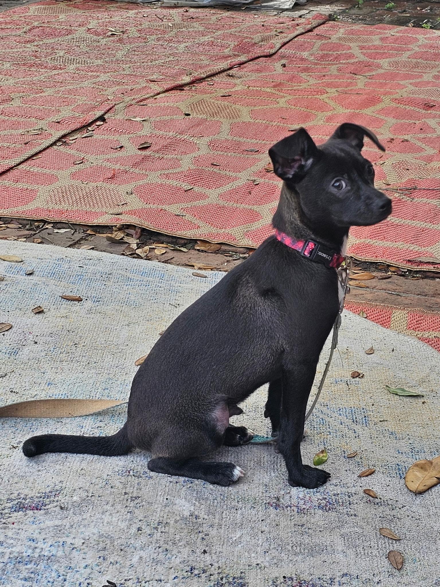 Jasper, an adoption pending mixed breed in Pensacola, FL image 4/6