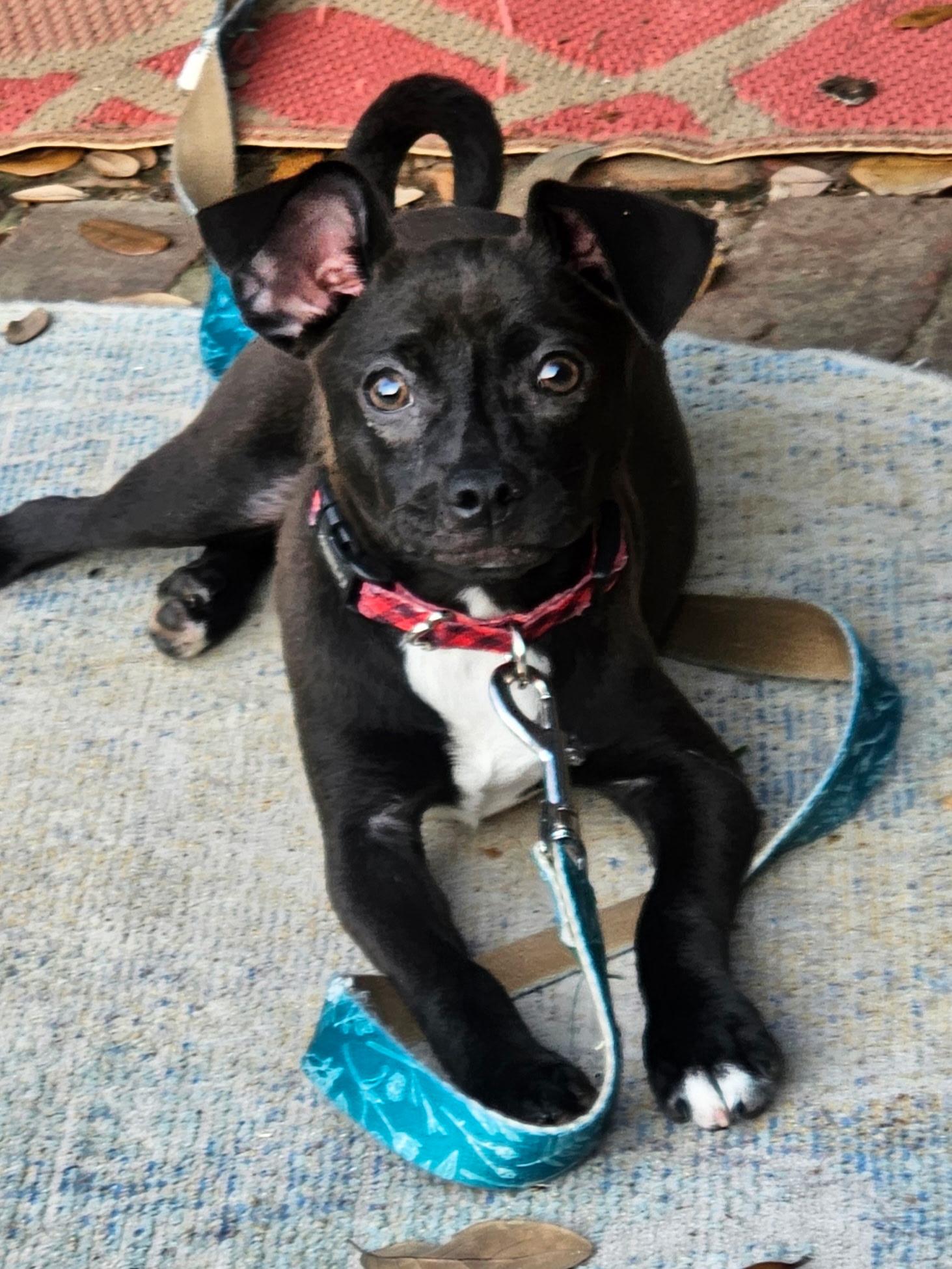 Jasper, an adoption pending mixed breed in Pensacola, FL image 6/6