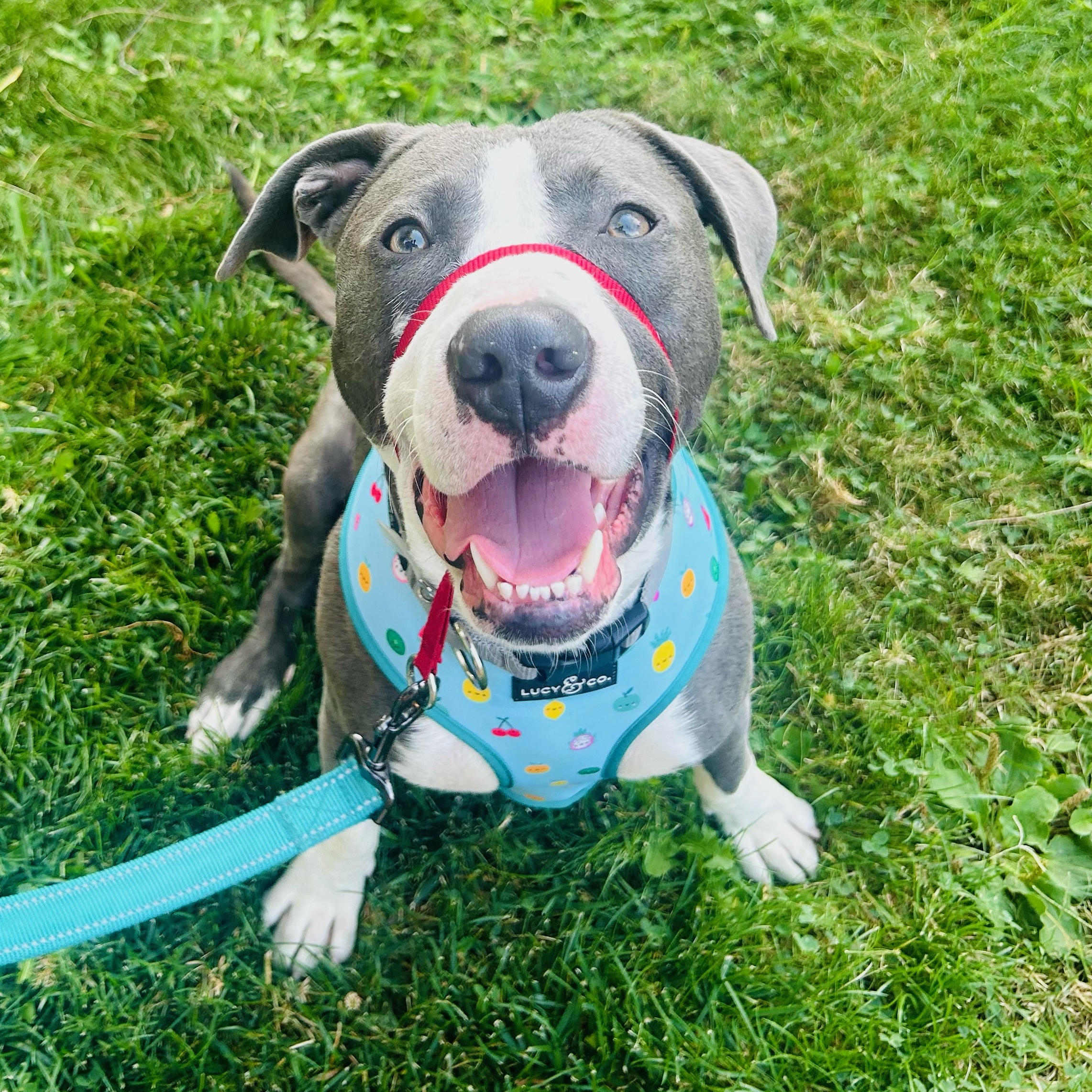 Kirby, Adoptable, Adult Male Pit Bull Terrier.