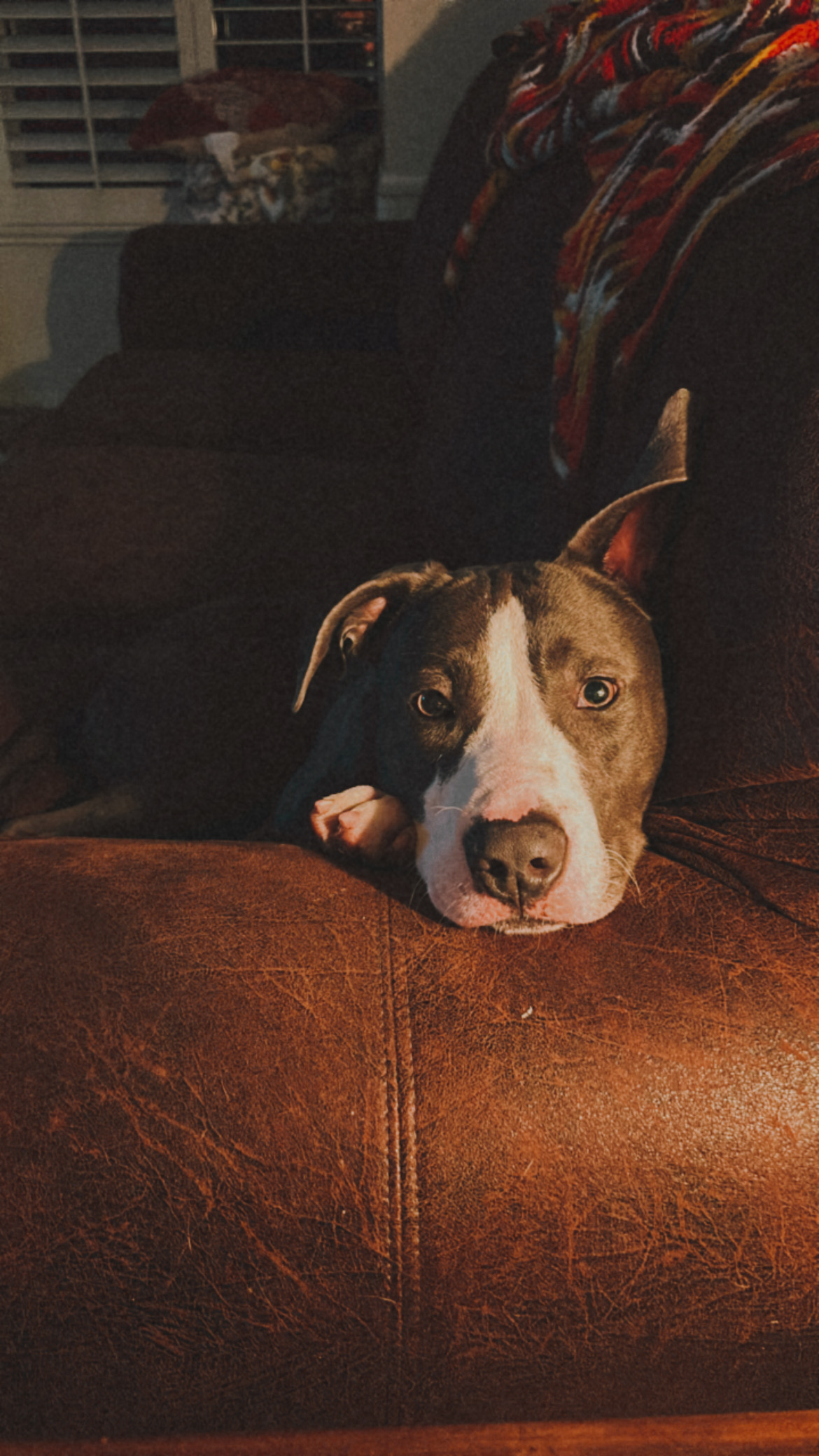 Kirby, a Adoptable Pit Bull Terrier in Santa Clarita, CA image 4/6