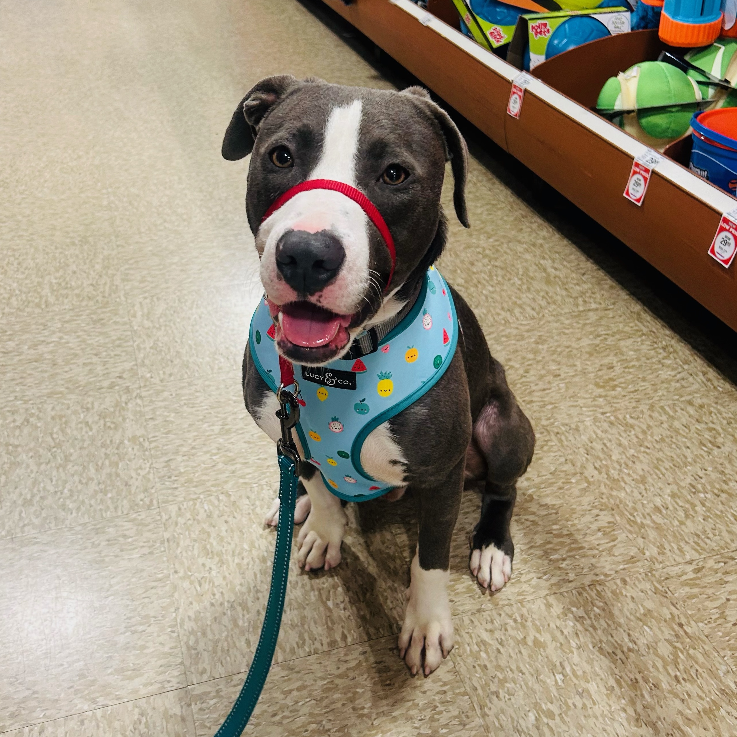 Kirby, a Adoptable Pit Bull Terrier in Santa Clarita, CA image 6/6