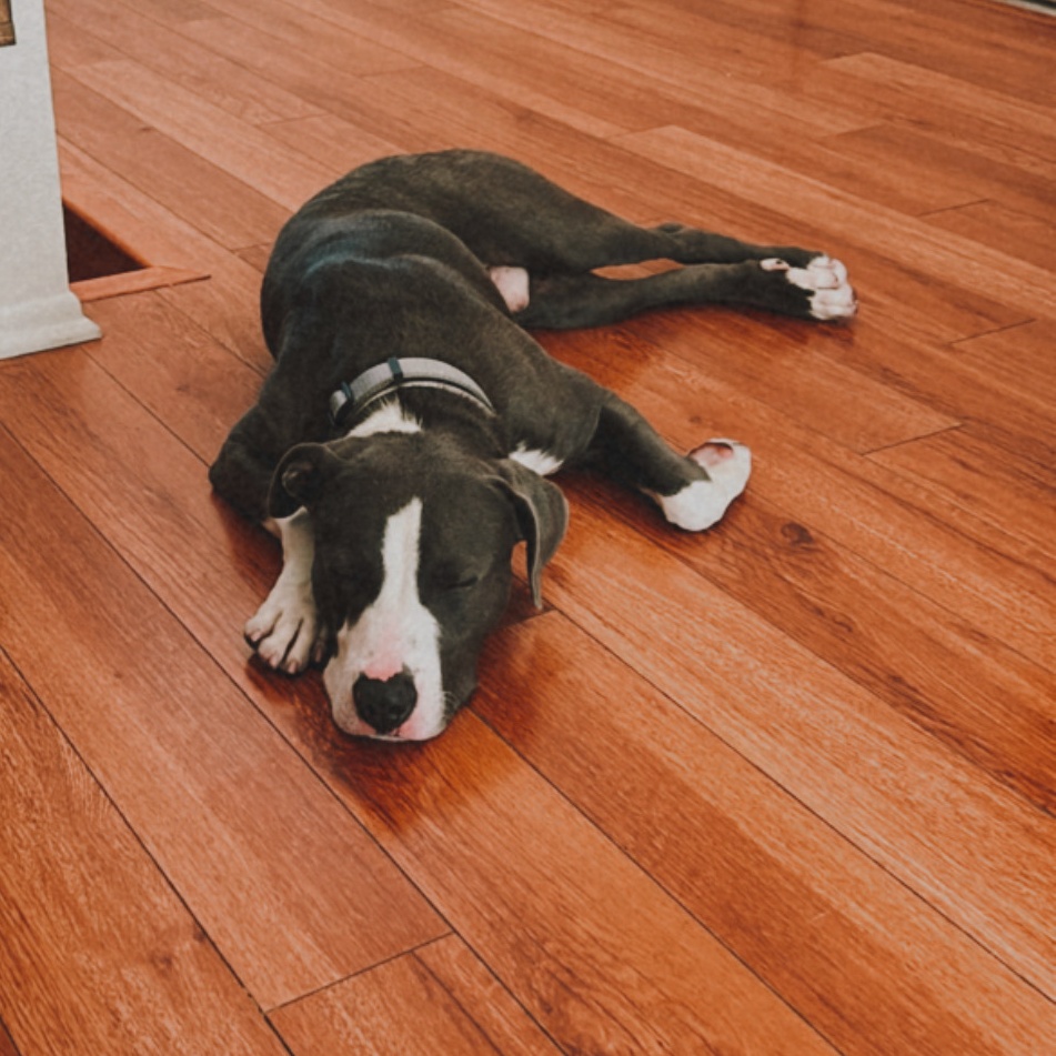 Kirby, a Adoptable Pit Bull Terrier in Santa Clarita, CA image 5/6