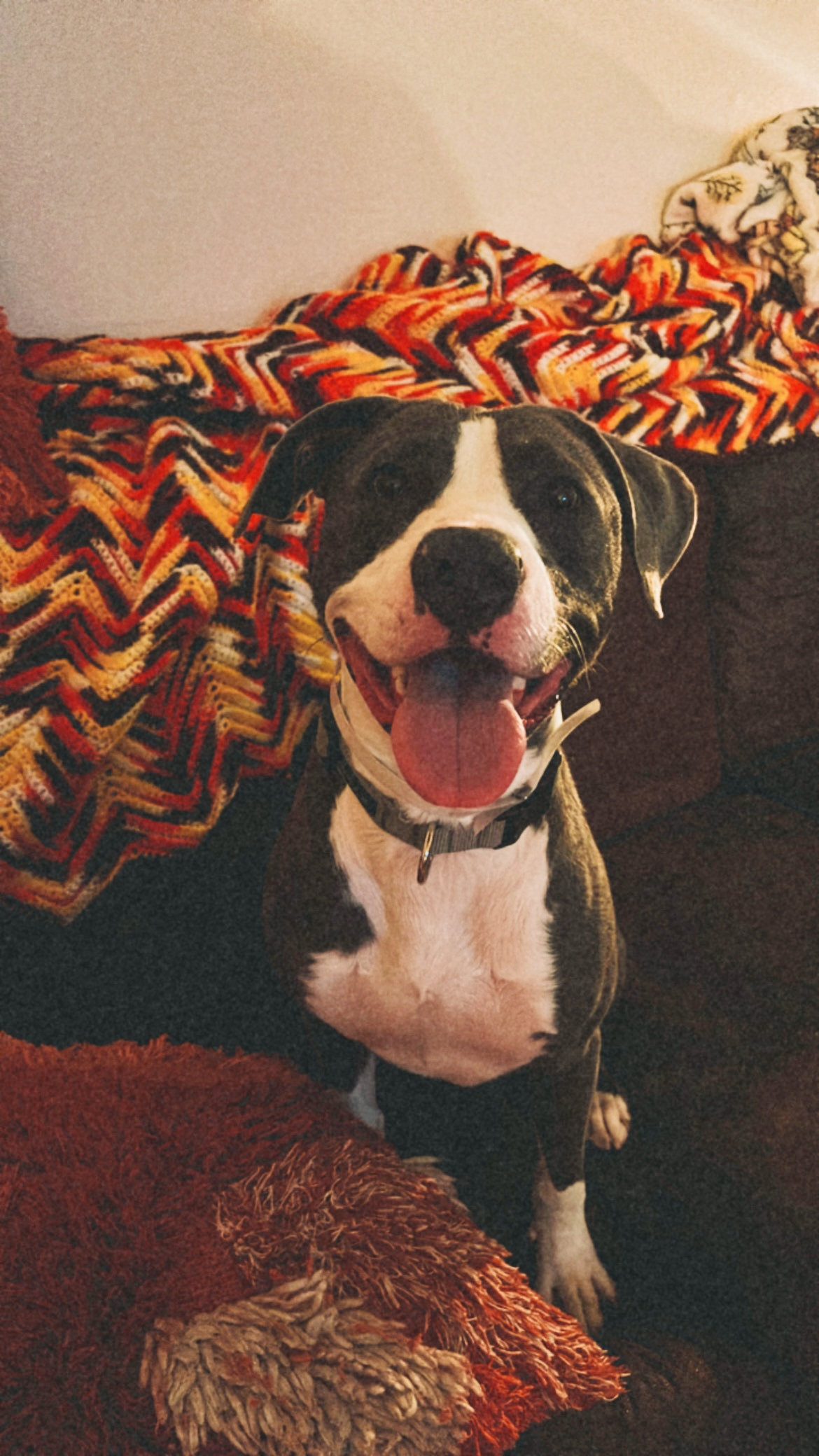 Kirby, a Adoptable Pit Bull Terrier in Santa Clarita, CA image 2/6