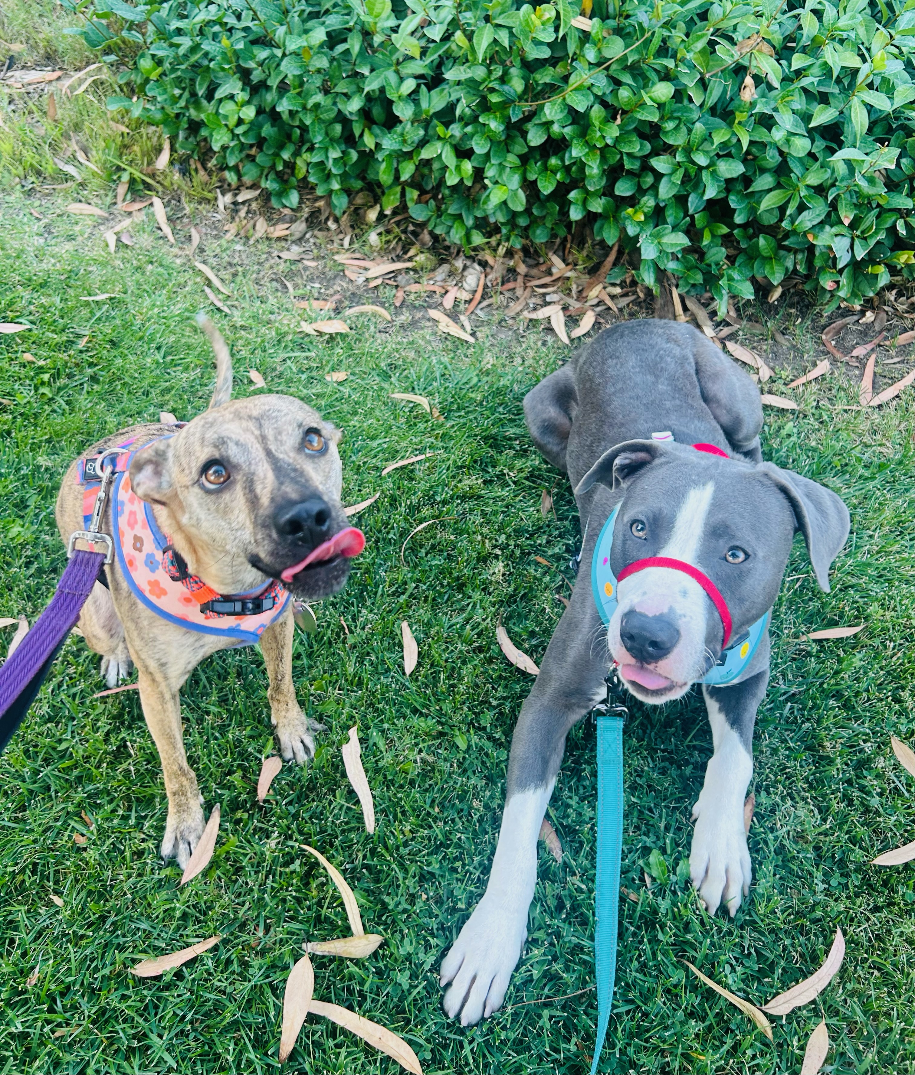 Kirby, a Adoptable Pit Bull Terrier in Santa Clarita, CA image 3/6