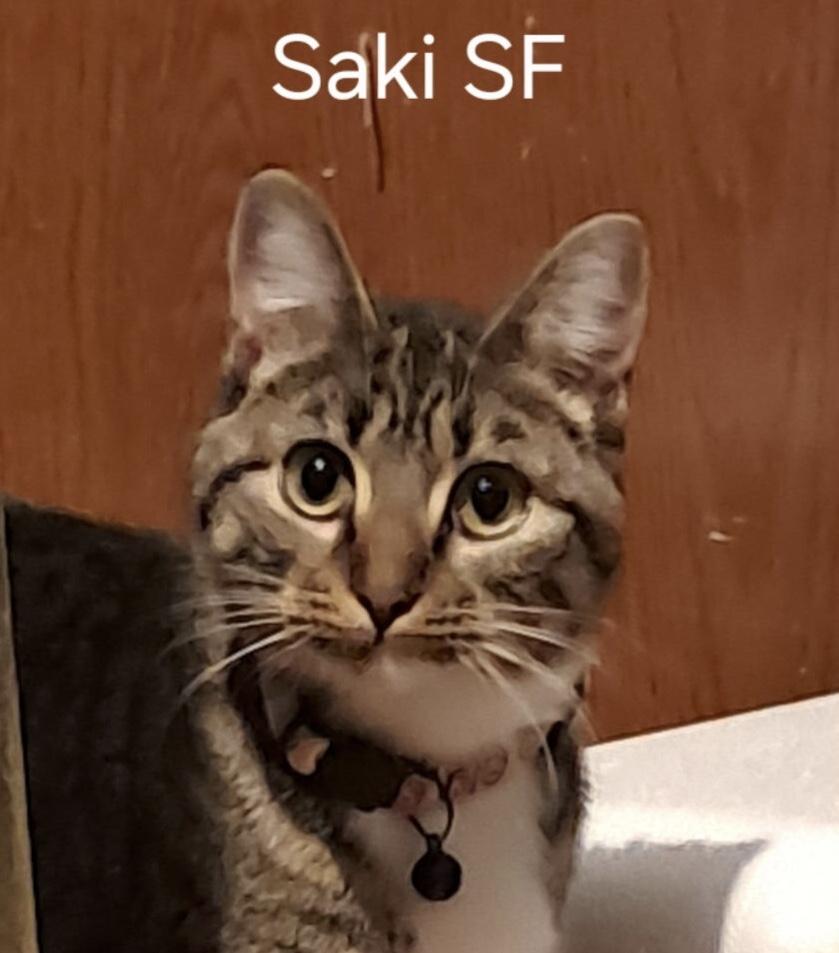 Enlarge Saki, a ADOPTABLE Domestic Short Hair in Parma, OH image 1/1