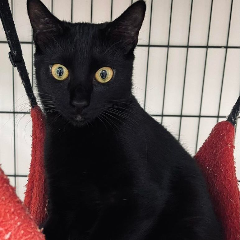 Juicy Fruit, a Adoptable mixed breed in Long Beach, NY image 1/2