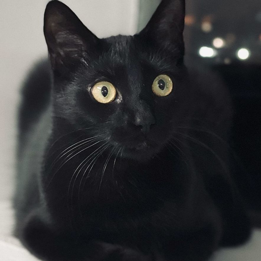 Juicy Fruit, a Adoptable mixed breed in Long Beach, NY image 2/2