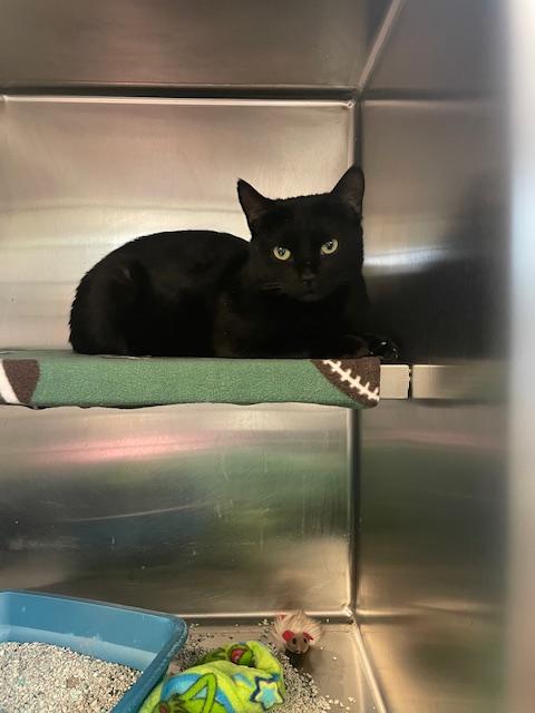 Enlarge Noel, an adopted Domestic Short Hair in Attleboro, MA image 1/1