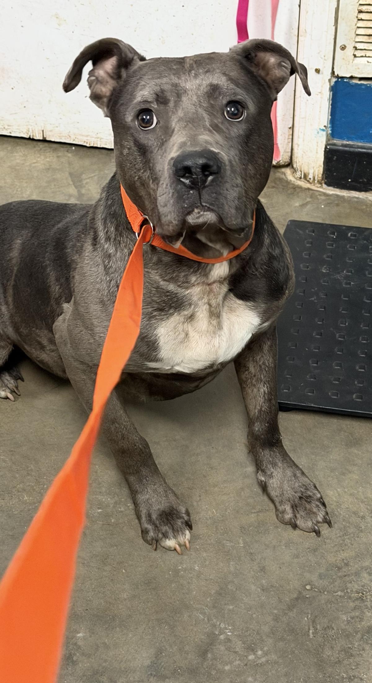 Enlarge Kendall, a Adoptable mixed breed in Ozark, AL image 1/1