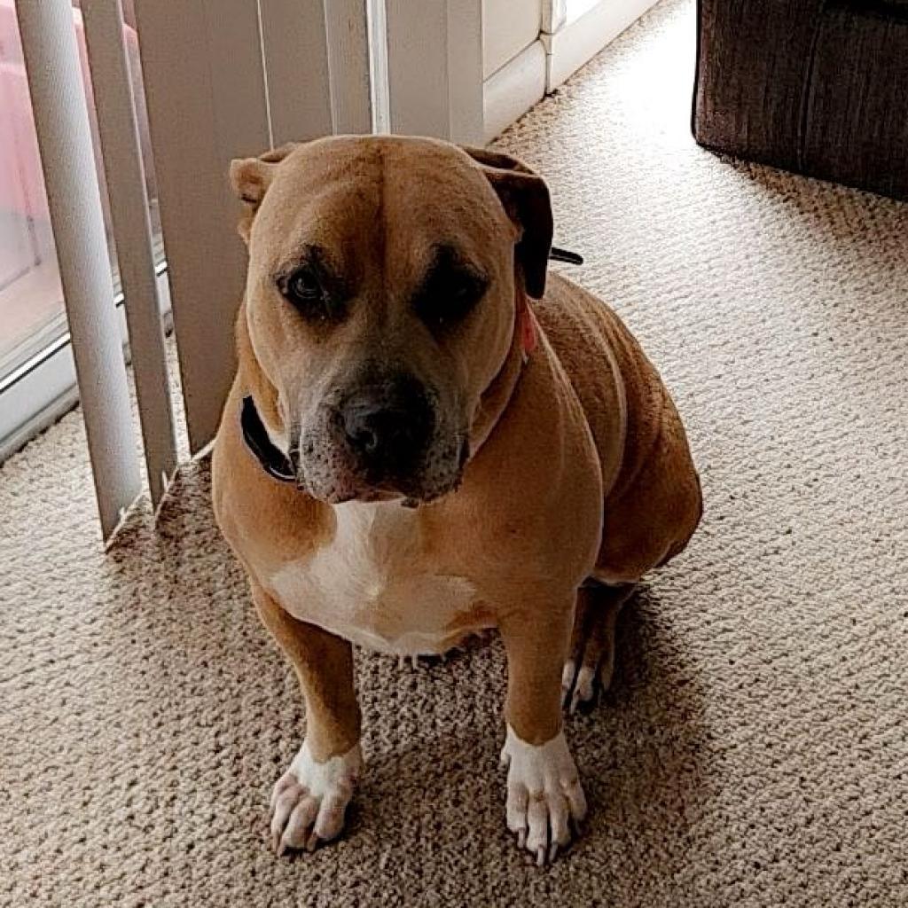 Lola, Adoptable, Senior Female American Bulldog.