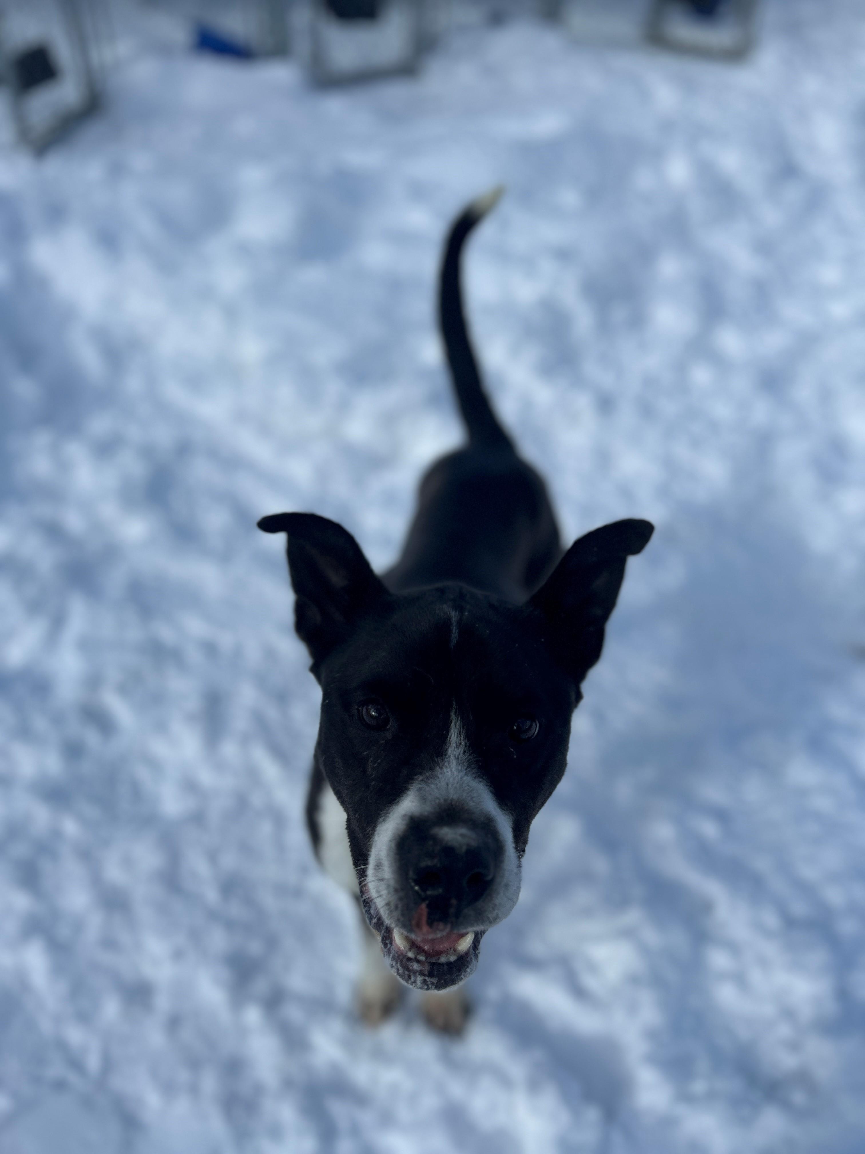 Enlarge 24-0466 "Humphrey", a Adoptable mixed breed in Leavenworth, KS image 5/6