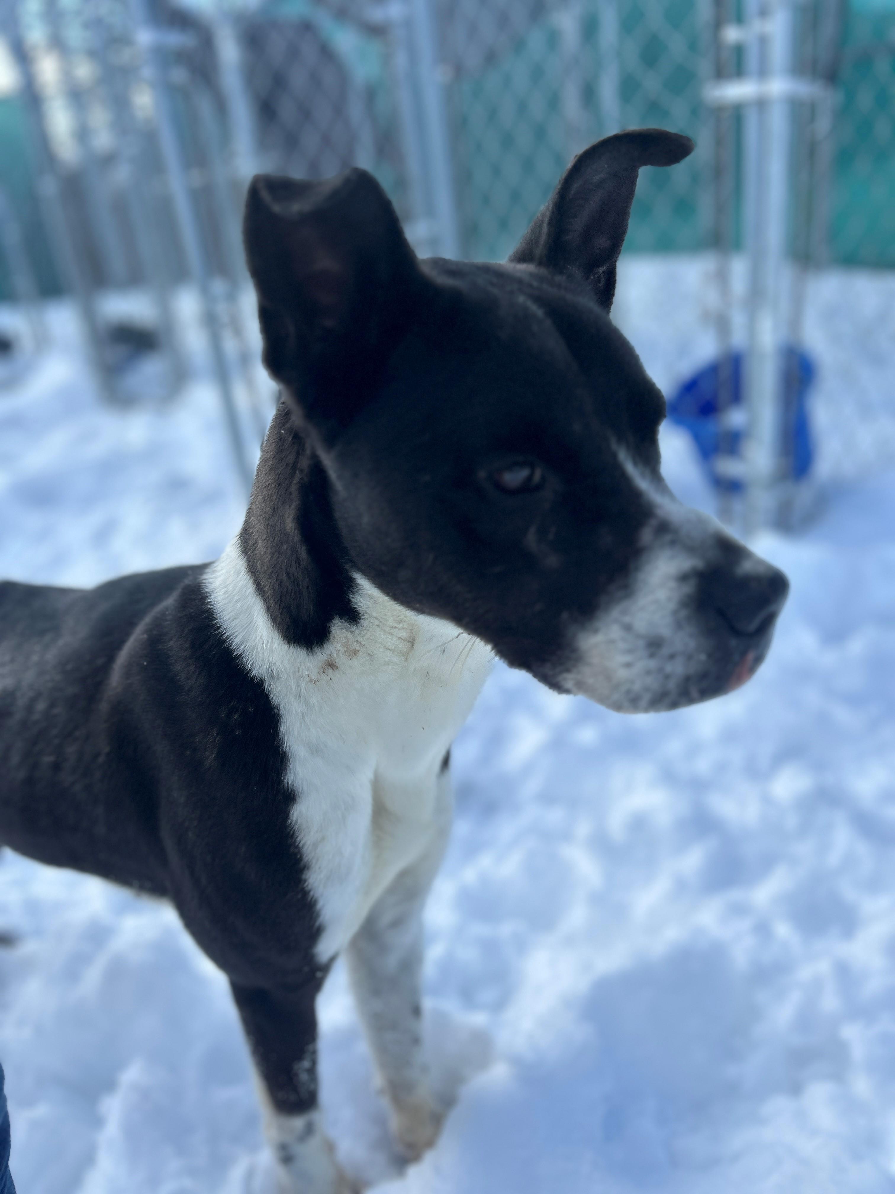 Enlarge 24-0466 "Humphrey", a Adoptable mixed breed in Leavenworth, KS image 4/6