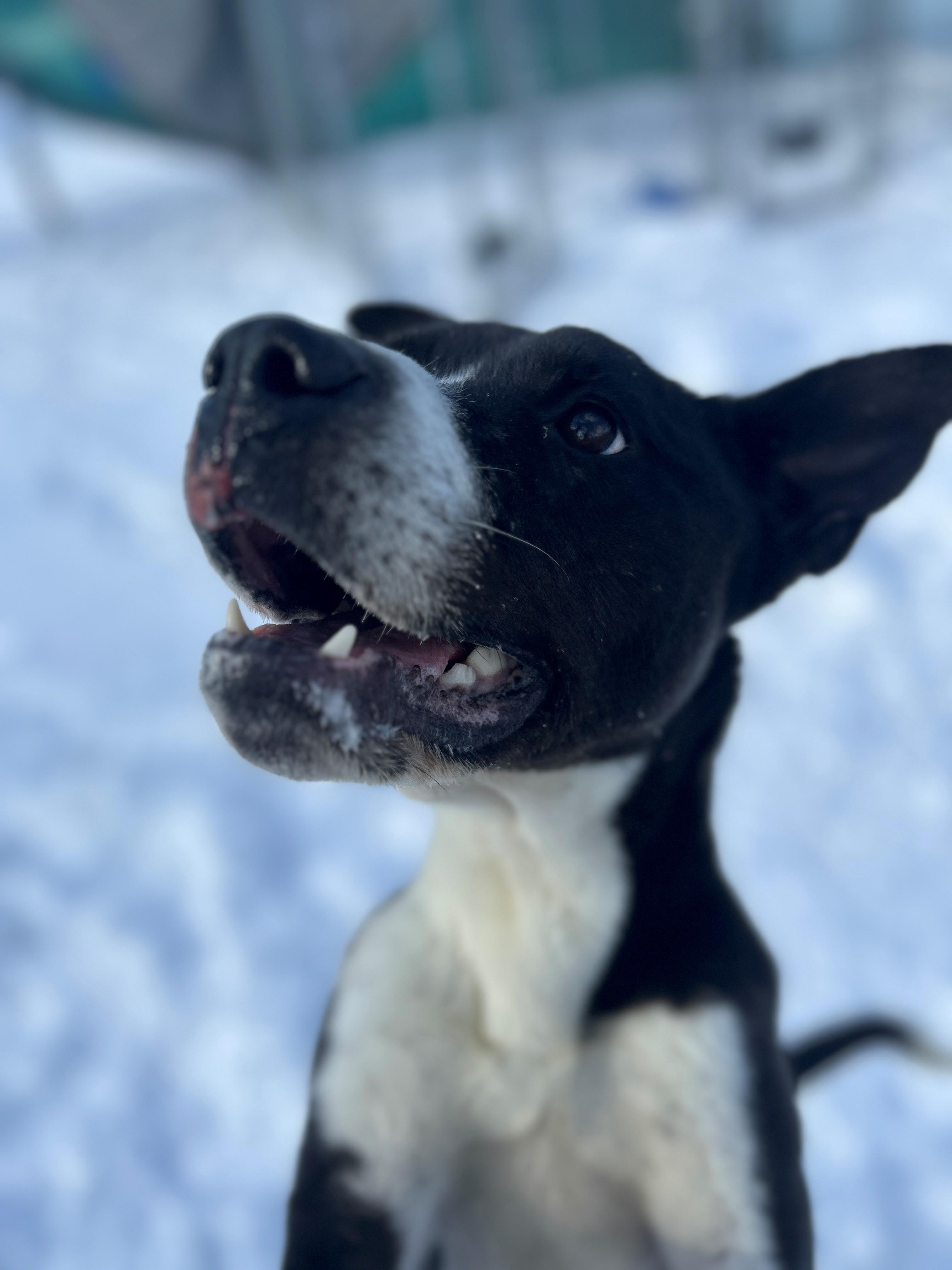 Enlarge 24-0466 "Humphrey", a Adoptable mixed breed in Leavenworth, KS image 3/6